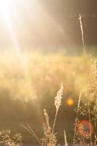 Agile Software Development